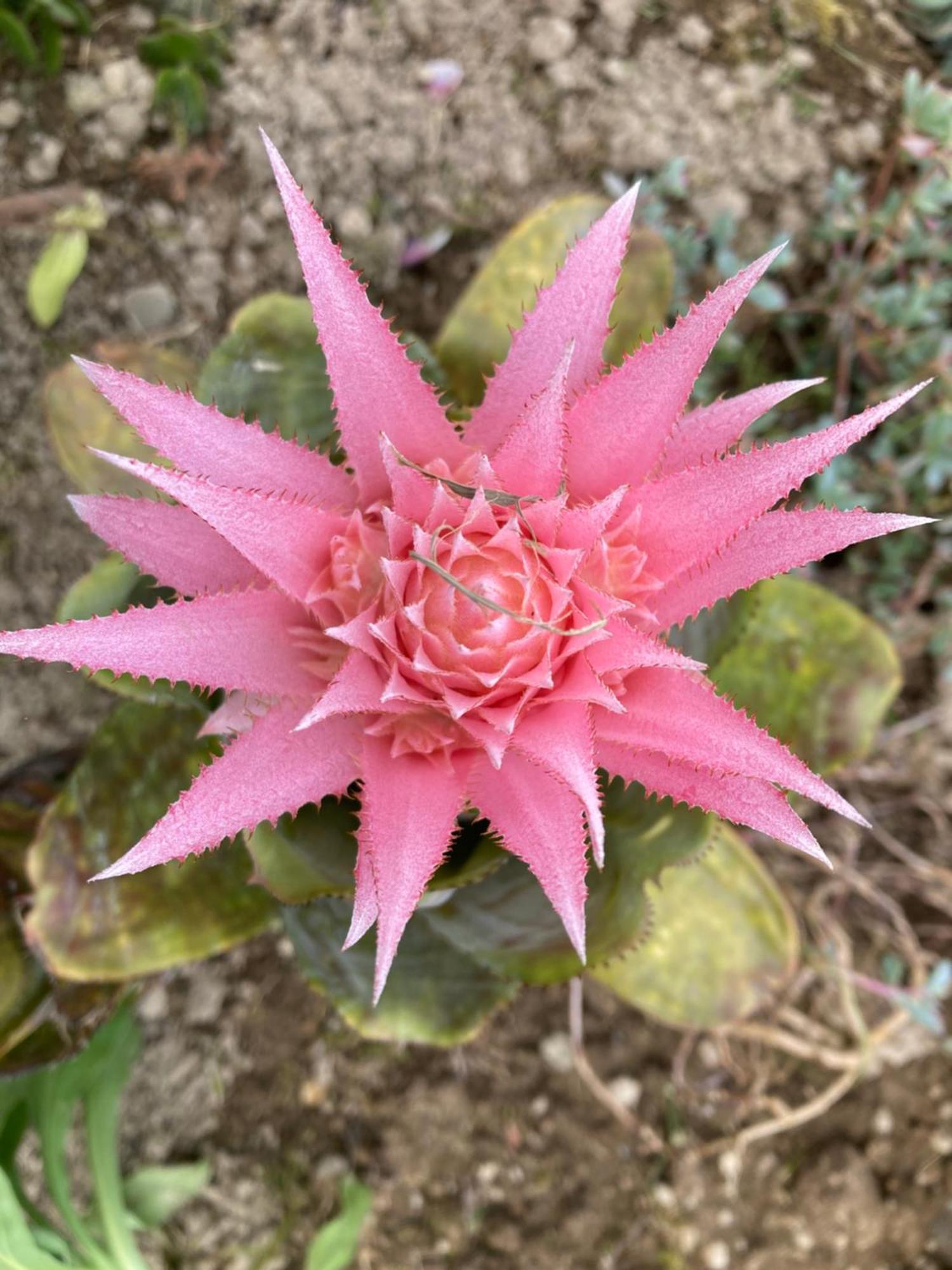 Quinta Das Palmeiras Povoacao  Exteriér fotografie